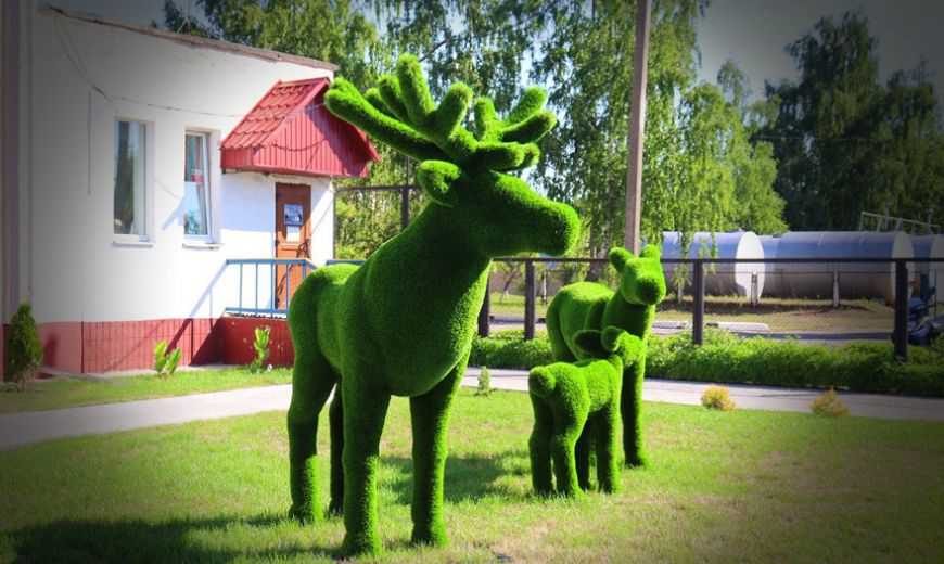 Семейство оленей